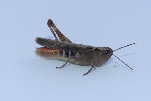 Réf. 187 426 : Chorthippus vagans vagans